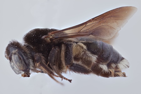 [Mesoxaea nigerrima female (lateral/side view) thumbnail]